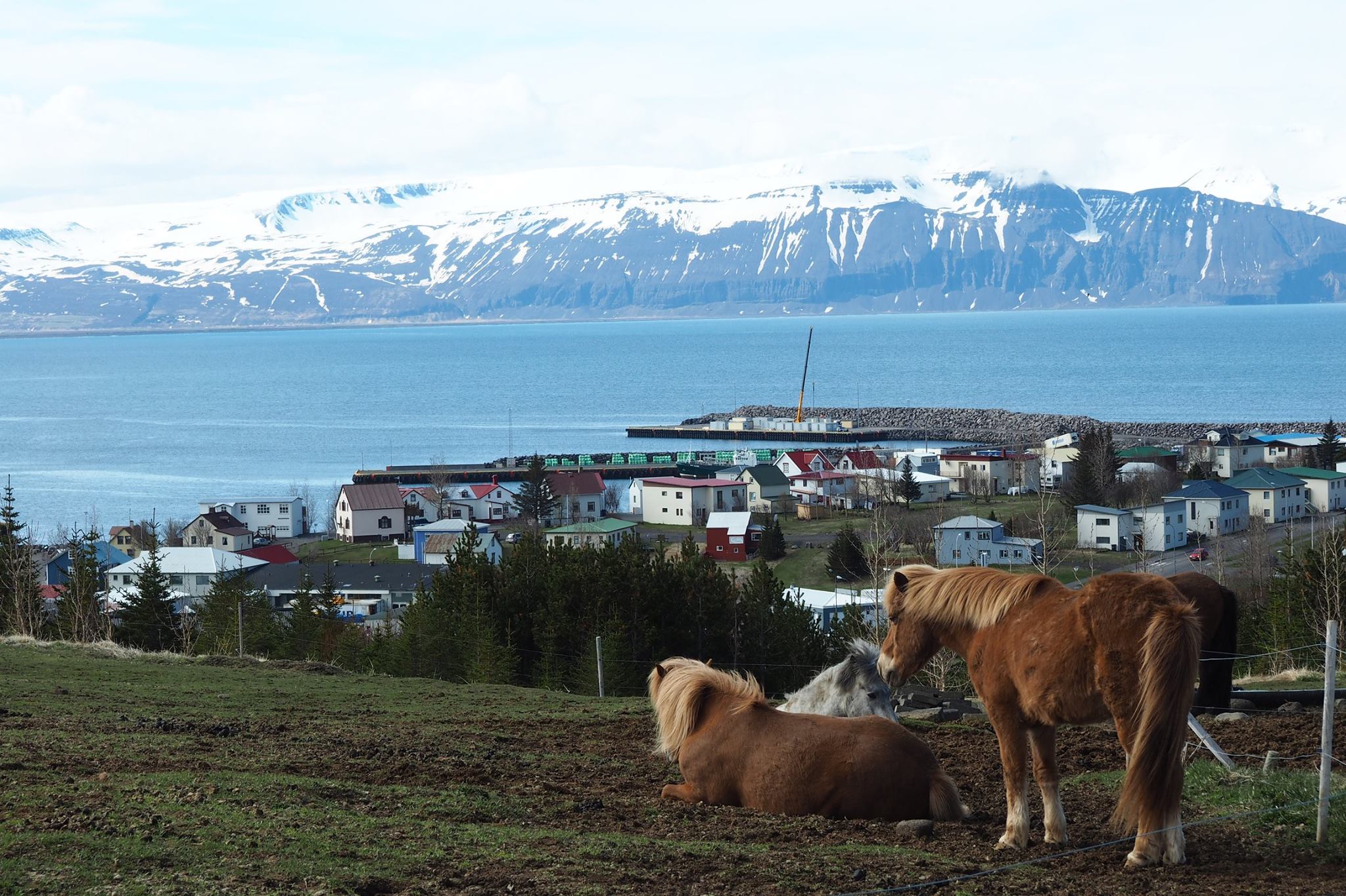 Oricat ar parea de mic, Husavik este al doilea oras ca marime din Islanda